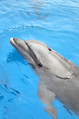 Naklejka premium Dolphin looking out of the water & swimming in beautiful blue sea, Cabo San Lucas, Mexico.