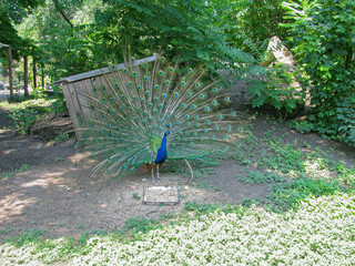 An Indian Peacock Female in A Summer Cottage Has Fluffed Up Her Beautiful Fan