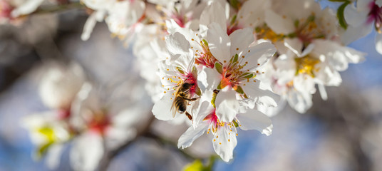 Honeybees pollenate almond tree blossoms, sunny spring day