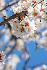 Spring blooming. White almond flowers closeup, blur background