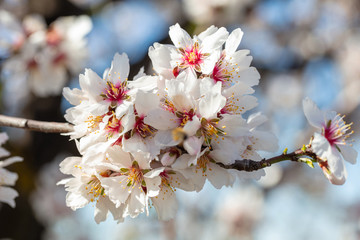 Spring blooming. White almond flowers closeup, blur background