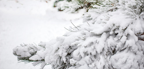A large pine branch covered with snow closeup in a snowy forest. Russia, Moscow, January 2020.