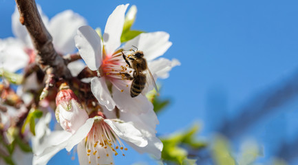 Honeybee pollenate almond tree blossoms, blue sky background