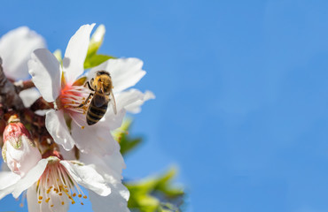 Honeybee pollenate almond tree blossoms, blue sky background