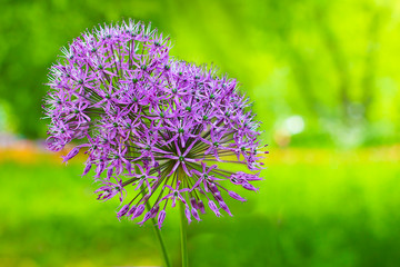 Two purple ball-shaped flowering flowers with soft focus on sunny spring day amid green nature  defocused. Spring background.  