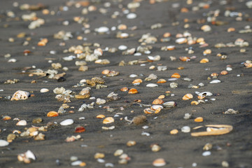 Fototapeta premium Coquillages sur une plage