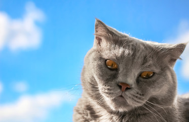 A British grey cat with orange eyes looks into the camera on  blue sky background. Domestic pets. Close up. Copy space.