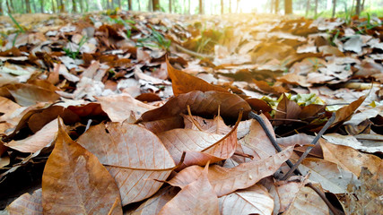The background of the dry leaves of the rubber tree in the summer,Hevea brasiliensis leaf.