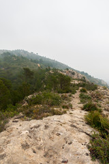 The desert of palms with fog in Benicassim
