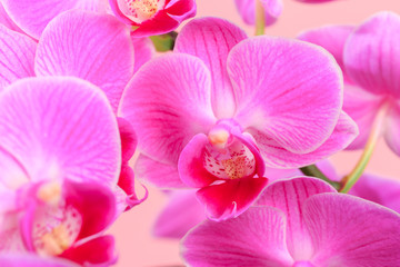 Pink orchid close up view  background. - Image