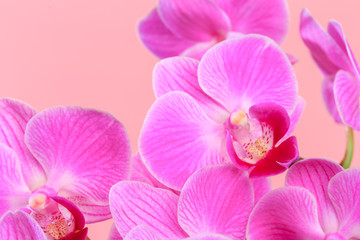 Fototapeta na wymiar Pink orchid close up view background. - Image