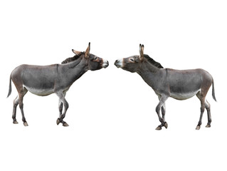 Obraz na płótnie Canvas two donkey isolated on white background
