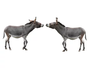 Tuinposter  two donkey isolated on white background © fotomaster
