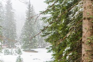 Magic of the woods during a snowfall. Val Saisera. Italy