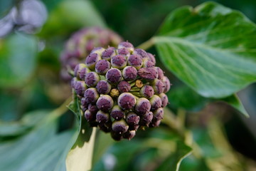 seltsame Blüte an einem Baum
