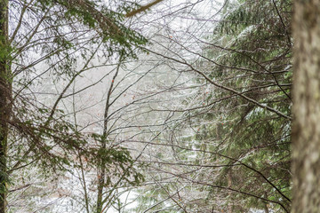 Magic of the woods during a snowfall. Val Saisera. Italy
