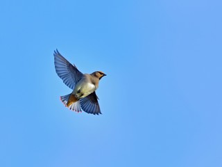 青空バックに華麗に飛ぶヒレンジャク