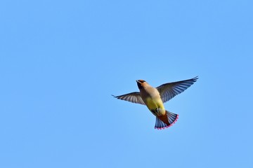 青空バックに華麗に飛ぶヒレンジャク