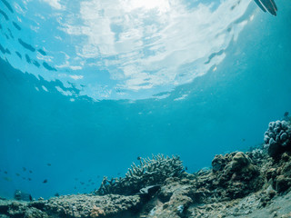 Underwater shot of coral reef, Lipah beach, Amed, Bali.