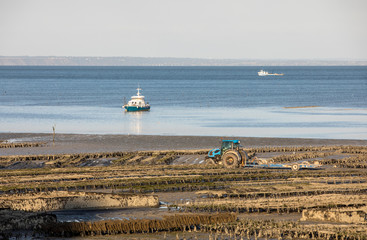 Oyster beds at low tide in oyster farm, Cancale, Brittany, France