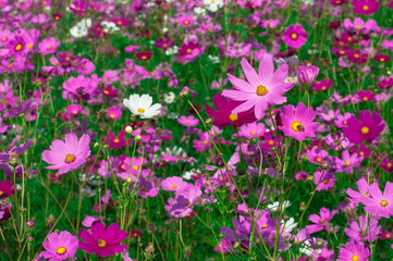 View of beautiful nature cosmos flowers blooming in garden.