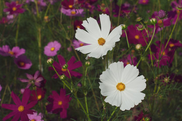 Fototapeta premium View of beautiful nature cosmos flowers blooming in garden.