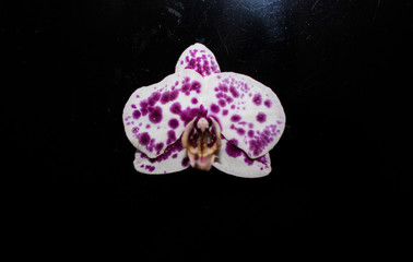 Eine Blume