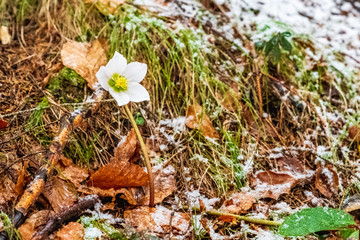 Magic of winter. Hellebore sticking out of the snow.