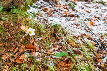 Magic of winter. Hellebore sticking out of the snow.
