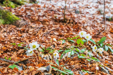 Magic of winter. Hellebore sticking out of the snow.