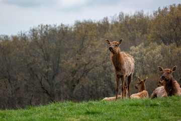 Elk in the Missouri Ozarks