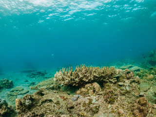 Naklejka na ściany i meble Underwater shot of coral reef, Lipah beach, Amed, Bali.