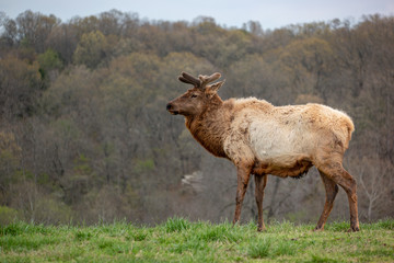 Naklejka na ściany i meble Elk in the Missouri Ozarks
