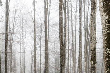 Fototapeta na wymiar Magic of the woods during a snowfall. Val Saisera. Italy