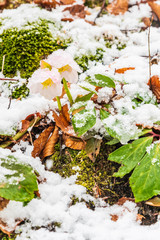 Magic of winter. Hellebore sticking out of the snow.