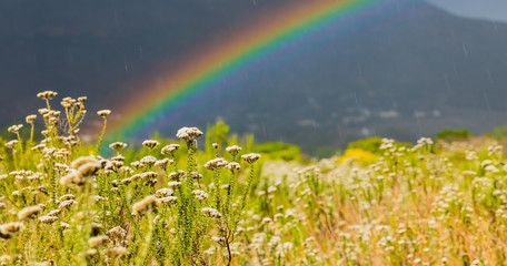 Rainbow and drops of rain on a sunny day with Fynbos flowers of Cape Town