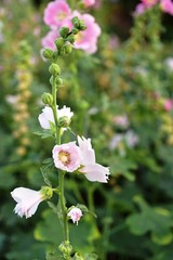 Beautiful flowers in the garden Blooming in the summer.Landscaped Formal Garden.	