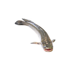 Snakehead fish open mouth  isolated on white background and clipping path