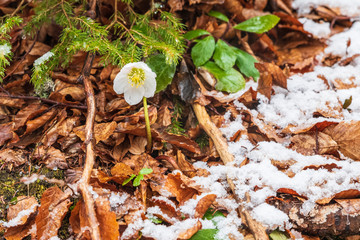 Magic of winter. Hellebore sticking out of the snow.