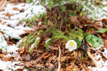 Magic of winter. Hellebore sticking out of the snow.
