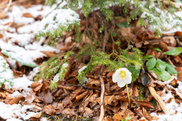 Magic of winter. Hellebore sticking out of the snow.