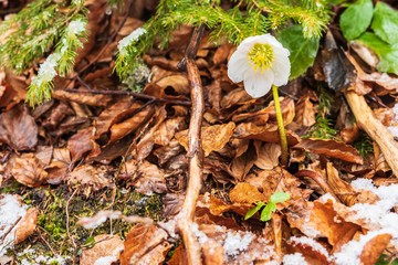 Magic of winter. Hellebore sticking out of the snow.