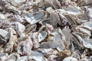Thousands of empty shells of eaten oysters discarded on sea floor in Cancale, famous for oyster farms.  Brittany, France