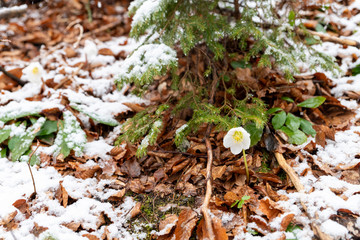 Magic of winter. Hellebore sticking out of the snow.