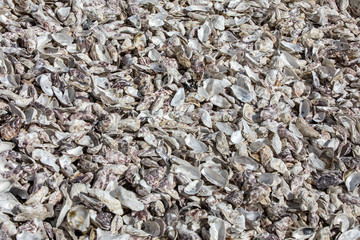  Thousands of empty shells of eaten oysters discarded on sea floor in Cancale, famous for oyster farms.  Brittany, France