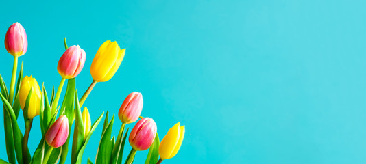 Spring flowers banner, flyers, card template - tulip flowers on aqua blue background. Top view,...