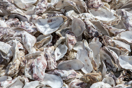 Thousands of empty shells of eaten oysters discarded on sea floor in Cancale, famous for oyster farms.  Brittany, France