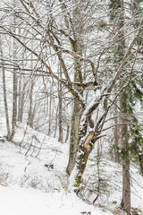 Magic of the woods during a snowfall. Val Saisera. Italy