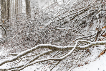 Magic of the woods during a snowfall. Val Saisera. Italy