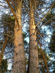 Double pine tree looks at the sky.
